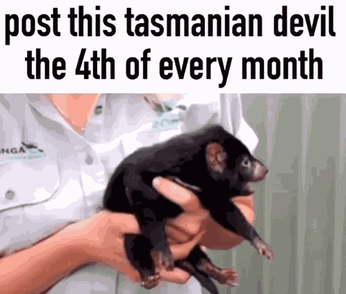 Tasmanian Devil Cute GIF