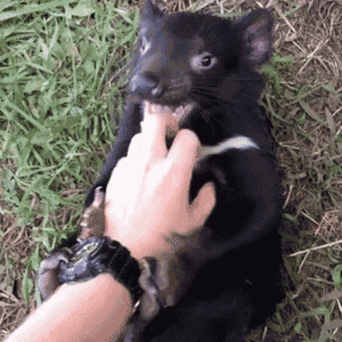 Tasmanian Devil Tasmania GIF