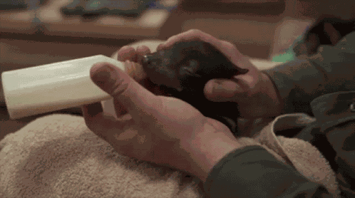 Tasmanian Devil Wilkotazzy GIF