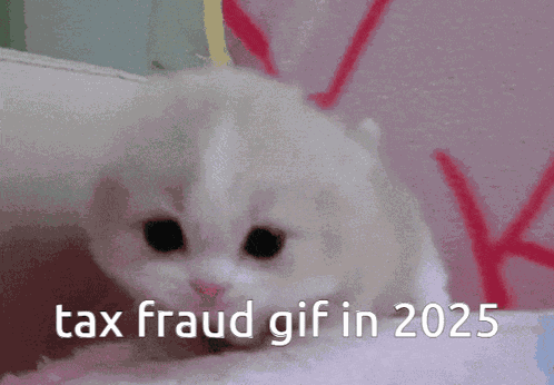 Tax Fraud Cute Kitten GIF