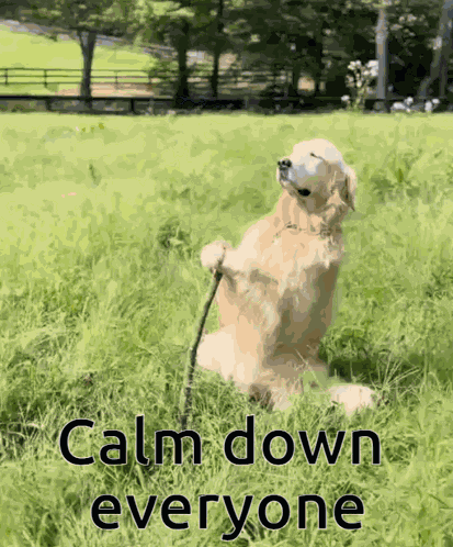Tchamp Dog Dog Peaceful GIF