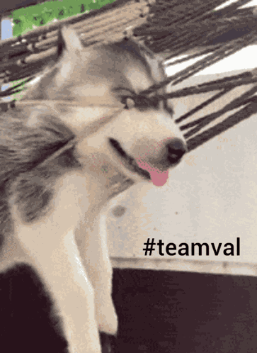 Teamval GIF