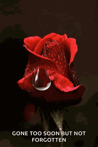 Teardrop Rose GIF