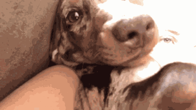 Teckelsaar Dachshund GIF