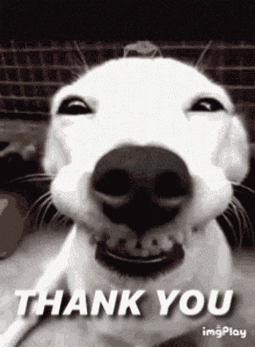 Thank You GIF