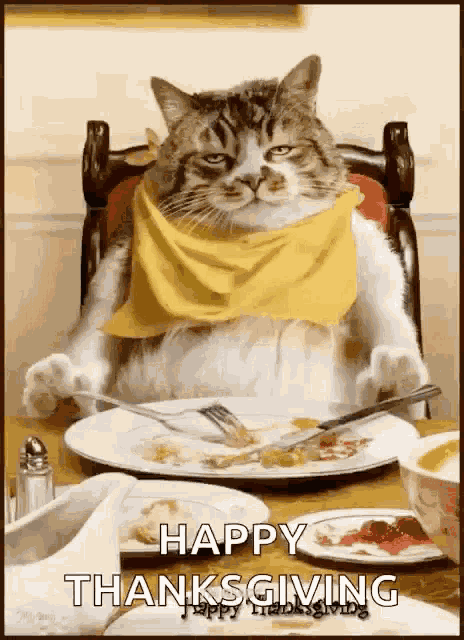 Thanksgiving Cat GIF