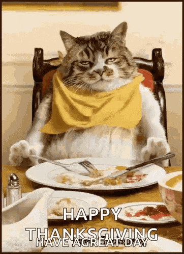 Thanksgiving Cat GIF