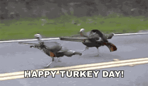 Thanksgiving Funny Thanksgiving Turkey GIF