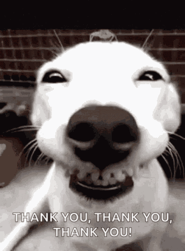 Thankyou Doggo GIF