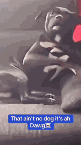 That Ain'T No Dog It'S Ah Dawg That Aint No Dog Its Ah Dawg GIF