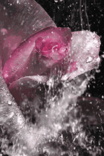 The Beautiful Rose Rose GIF
