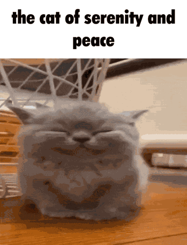 The Cat Of Serenity And Peace Silly GIF