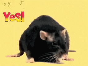 The Facebook Site The Site GIF