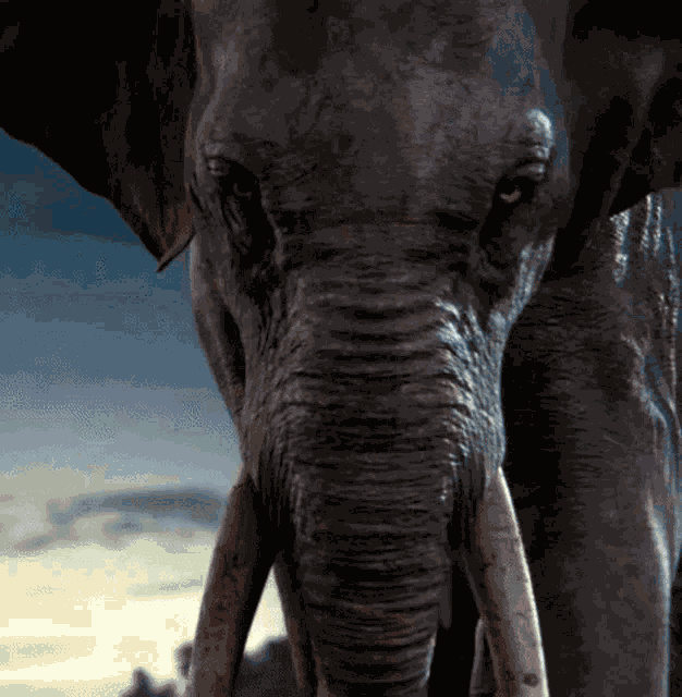 The Jungle Book Elephant GIF