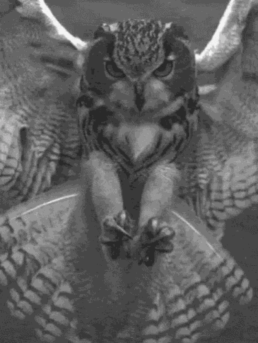 The Last Thing The Mouse Saw GIF