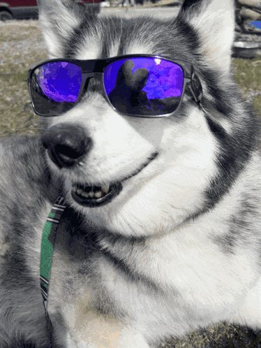 The Look Dogs In Glasses GIF