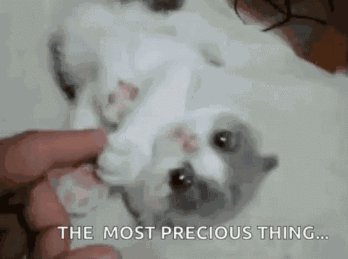 The Most Precious Thing Kitten GIF