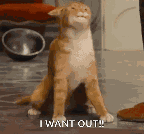 The Smurfs Azrael GIF