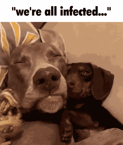 The Walking Dead Puppies GIF