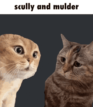 The X Files Cats GIF