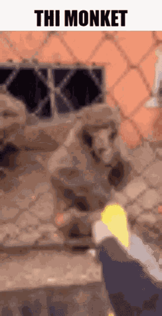 Thi Monket Monket GIF