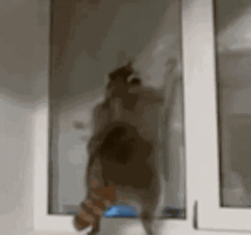 Thicc Raccoon GIF