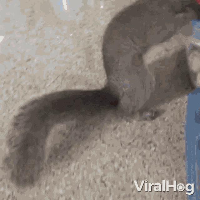 Thieving Squirrel Viralhog GIF