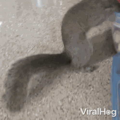 Thieving Squirrel Viralhog GIF