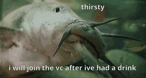 Thirsty Fish GIF