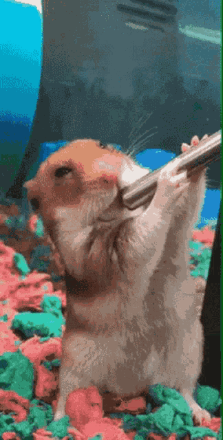 Thirsty Hamster GIF