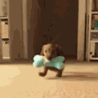 This Bone Offer GIF