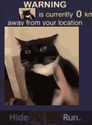 This Cat Is 0km Funny GIF