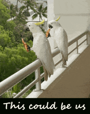 This Could Be Us Parrots GIF