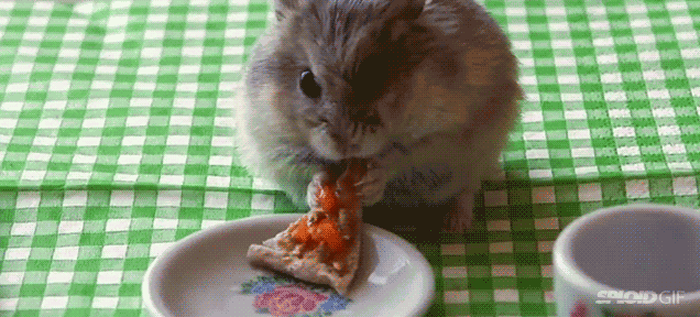 This Little Guy Wants His Pizza Too GIF