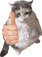 Thumbs Up Cat Sticker