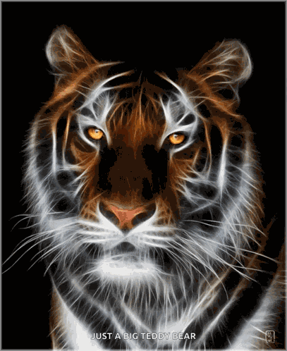 Tiger Cats GIF
