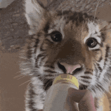 Tiger Cub GIF