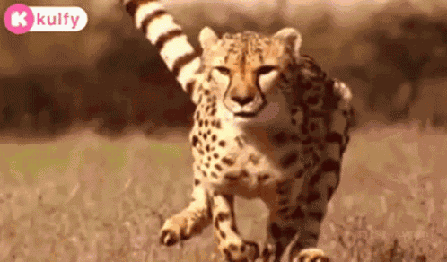 Tiger Puli GIF