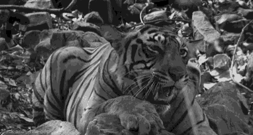 Tiger Rwar GIF