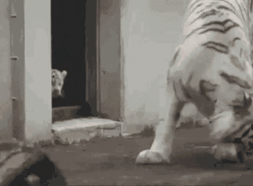 Tiger Surprise GIF