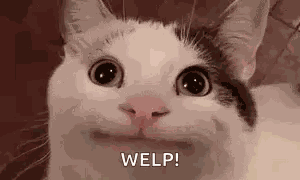 Tight Smile Cat Cat Tight Smile GIF