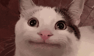Tight Smile Cat Cat Tight Smile GIF