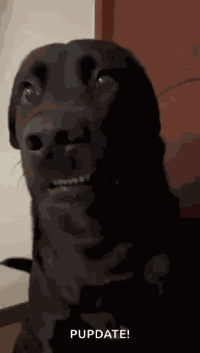 Tiktok Dog Awkward Dog GIF