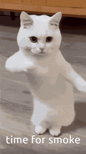 Time For Smoke Cat GIF