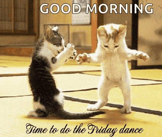Time To Do Friday Dance Cat GIF
