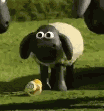 Timmy Shaun The Sheep GIF