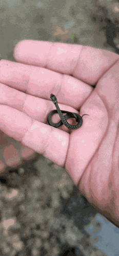 Tiny Snake Hatchling Snake GIF