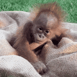 Tired Baby Cute GIF