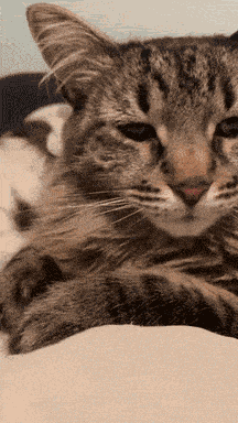 Tired Cat GIF