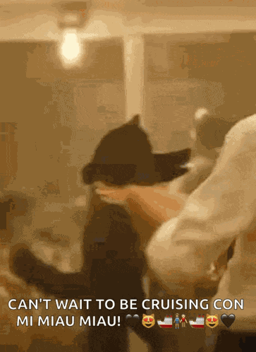 Titanic Cat GIF